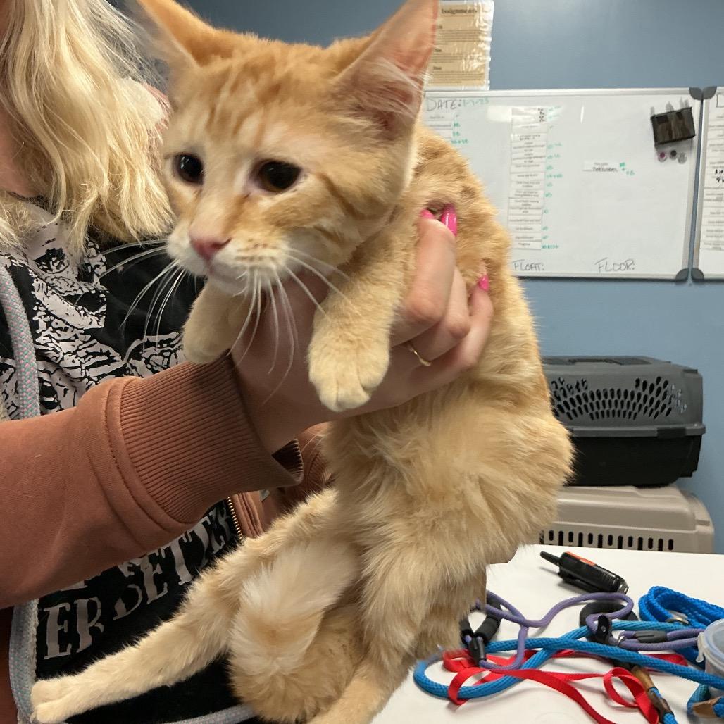 Lulu, Adoptable, Young Female Domestic Short Hair.