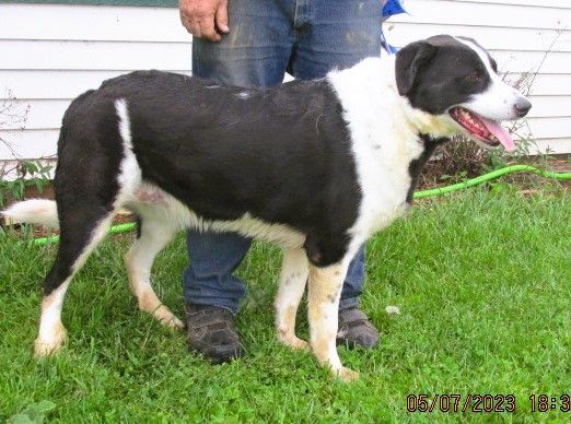 Paris, Adoptable, Young Female Great Pyrenees & Border Collie.