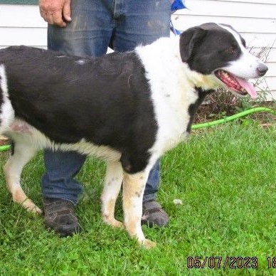 Enlarge Paris, a Adoptable mixed breed in Frederick, MD image 2/4