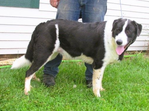 Paris, a Adoptable mixed breed in Frederick, MD image 2/4