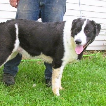 Enlarge Paris, a Adoptable mixed breed in Frederick, MD image 3/4