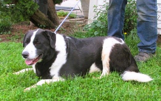 Paris, a Adoptable mixed breed in Frederick, MD image 3/4