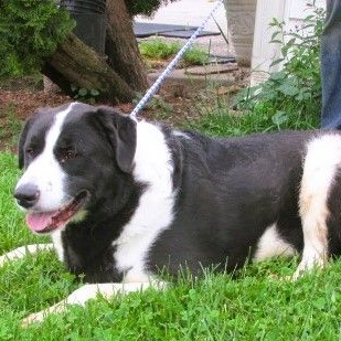 Enlarge Paris, a Adoptable mixed breed in Frederick, MD image 4/4