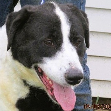 Enlarge Paris, a Adoptable mixed breed in Frederick, MD image 1/4
