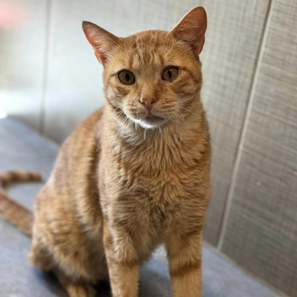 Compote — thumbnail 4