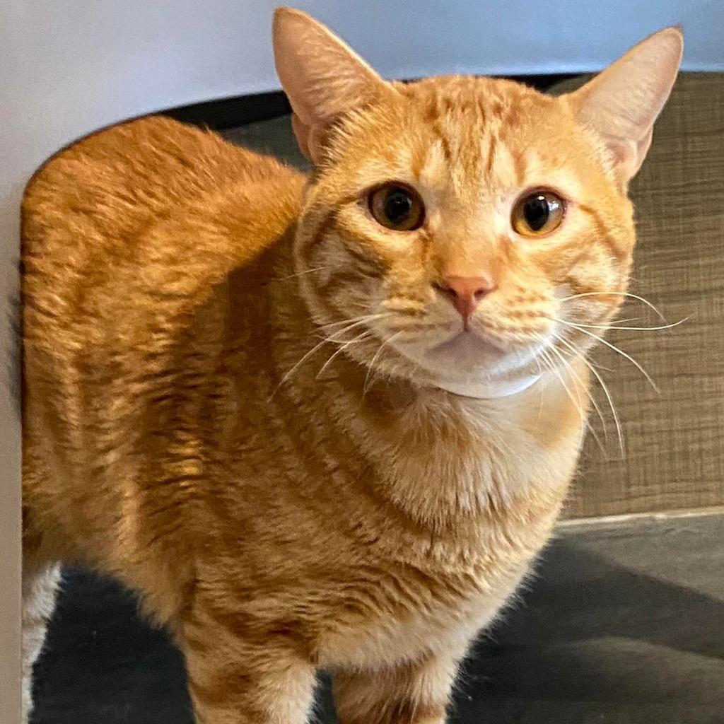 Compote — thumbnail 5