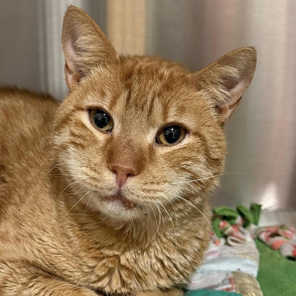 Compote — thumbnail 6