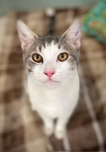 Wayles, Adoptable, Adult Male Domestic Short Hair.