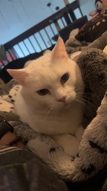 RACE CAR, Adoptable, Senior Male Domestic Short Hair.