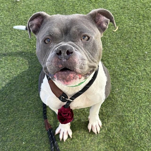 SASSY SASS, Adoptable, Adult Female Pit Bull Terrier.