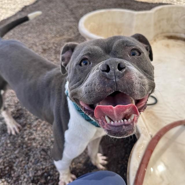 SASSY SASS, Adoptable, Adult Female Pit Bull Terrier.