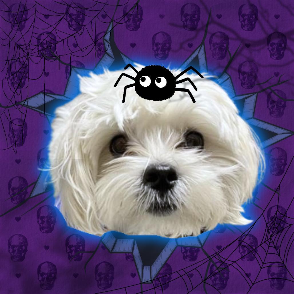 Chowder, Adoptable, Young Male Maltese.