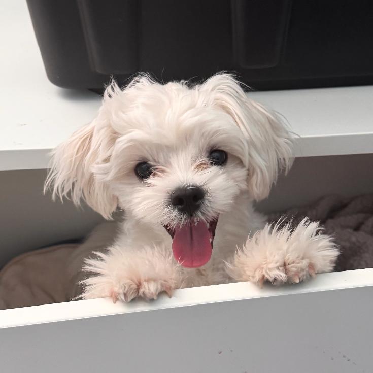 Enlarge Chowder, a Adoptable Maltese in Tempe, AZ image 2/3