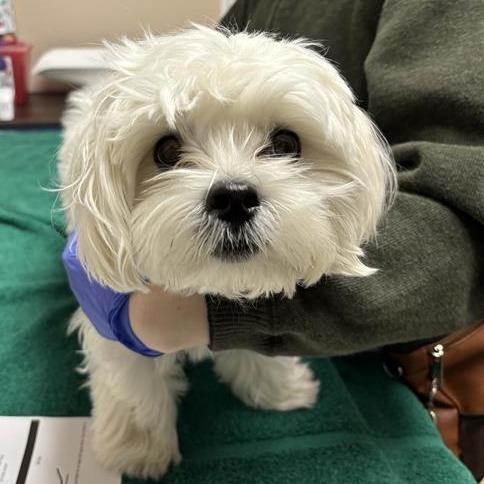 Enlarge Chowder, a Adoptable Maltese in Tempe, AZ image 3/3