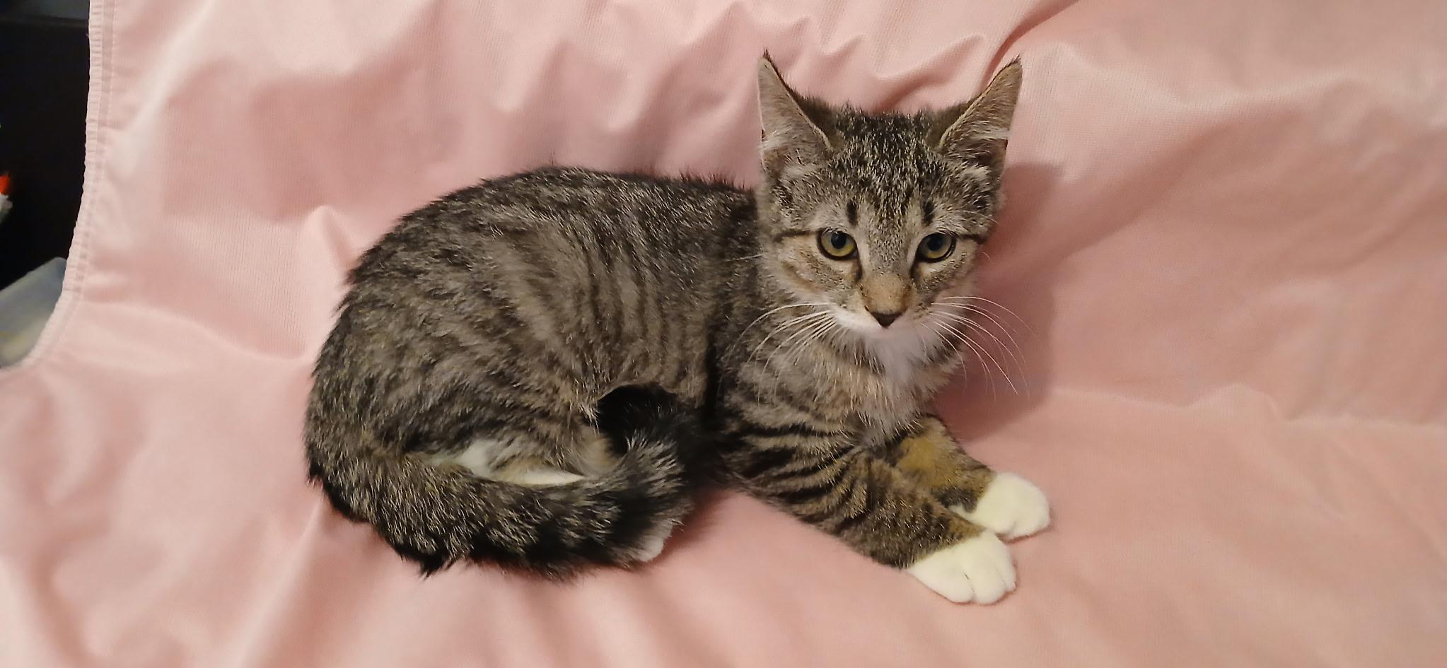 Enlarge Slate, a Adoptable Domestic Short Hair in lititz, PA image 1/1