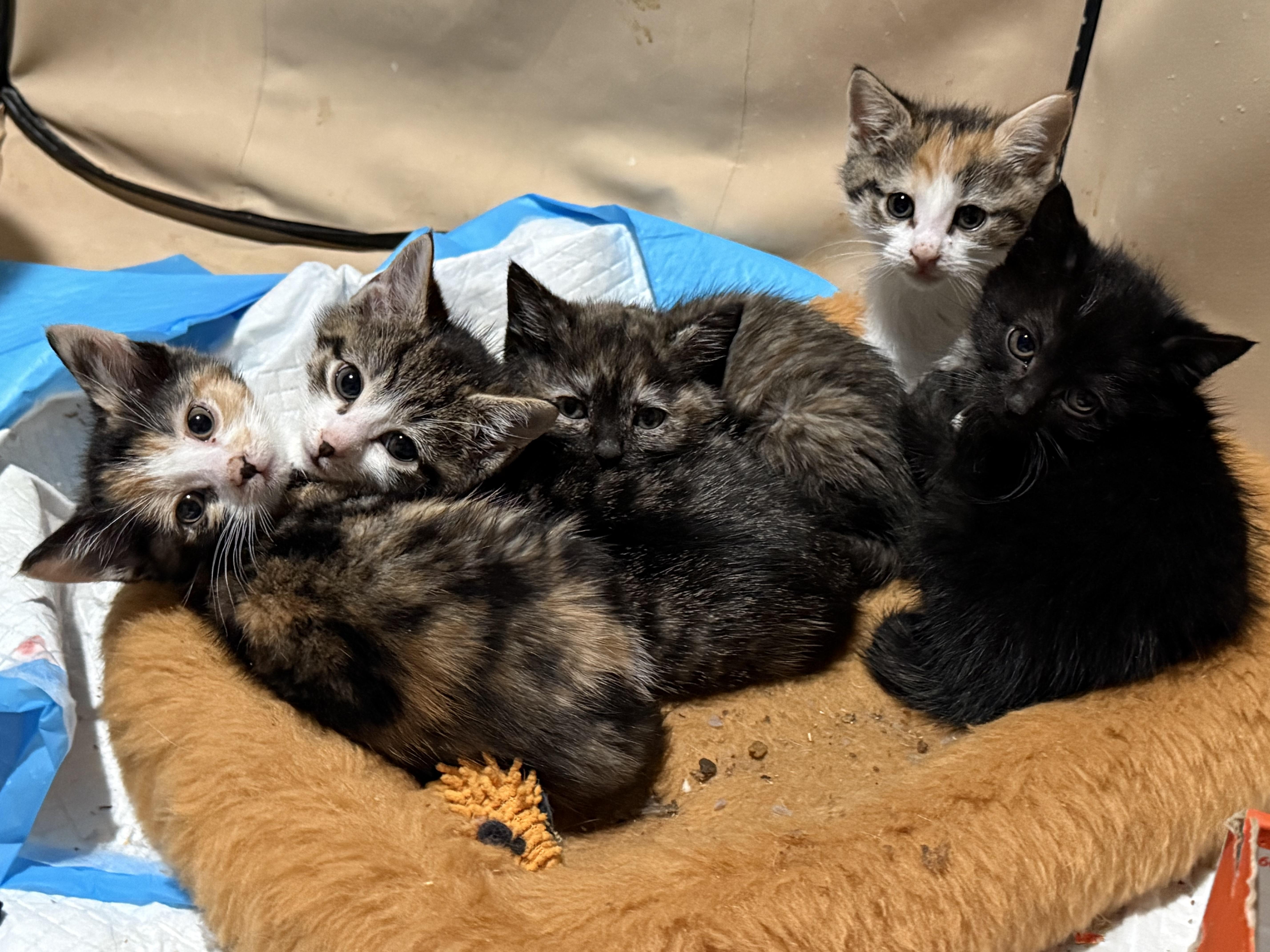 Enlarge Hazel, an adopted Domestic Short Hair in Syosset, NY image 4/5