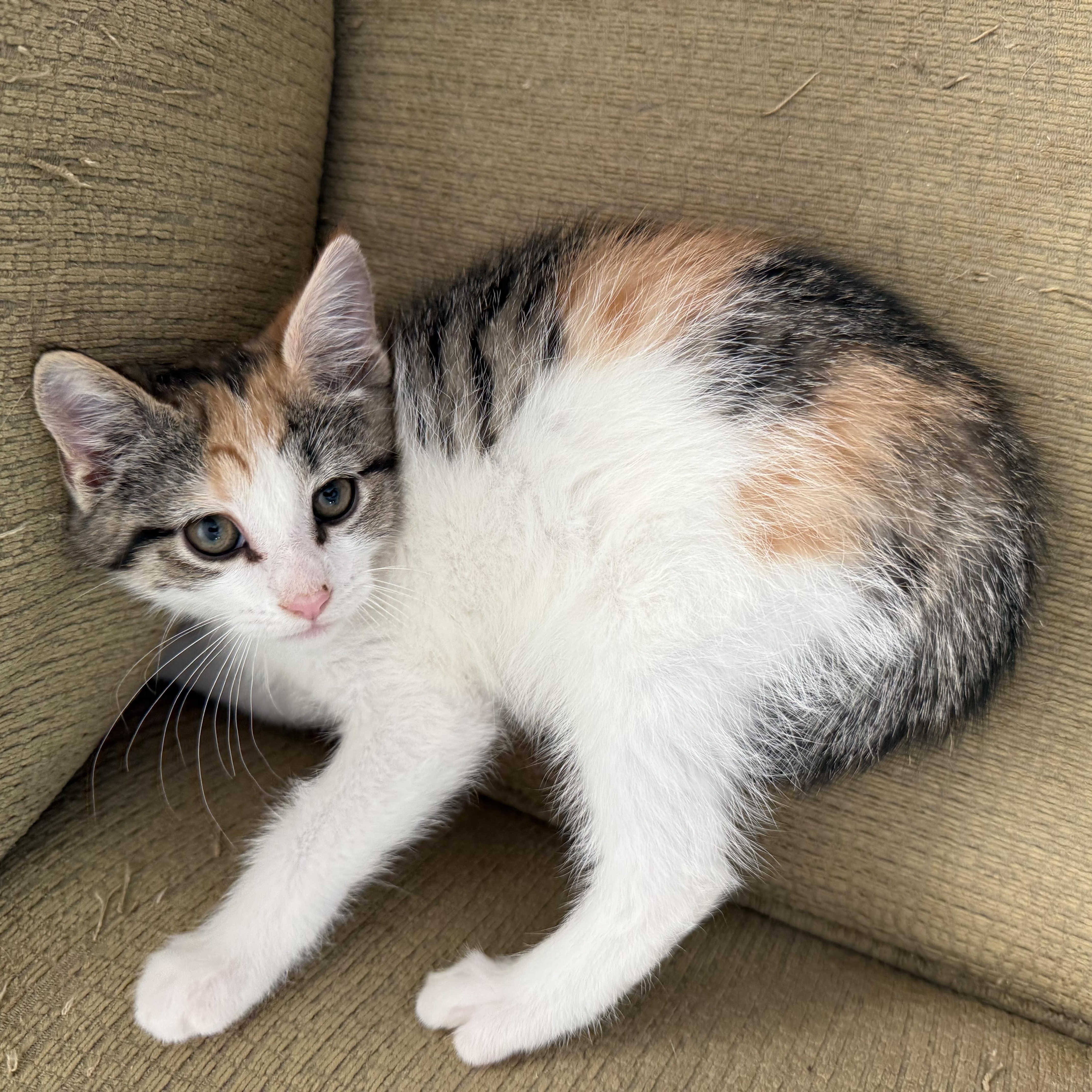 Hazel, adopted, Kitten Female Domestic Short Hair.