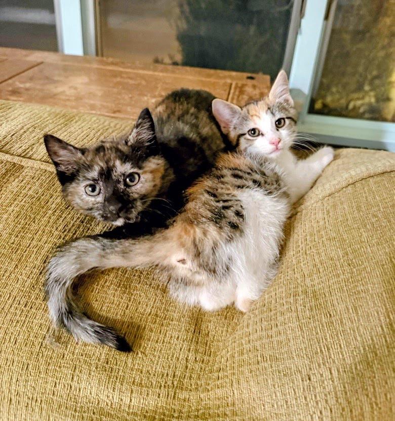 Enlarge Hazel, an adopted Domestic Short Hair in Syosset, NY image 2/5