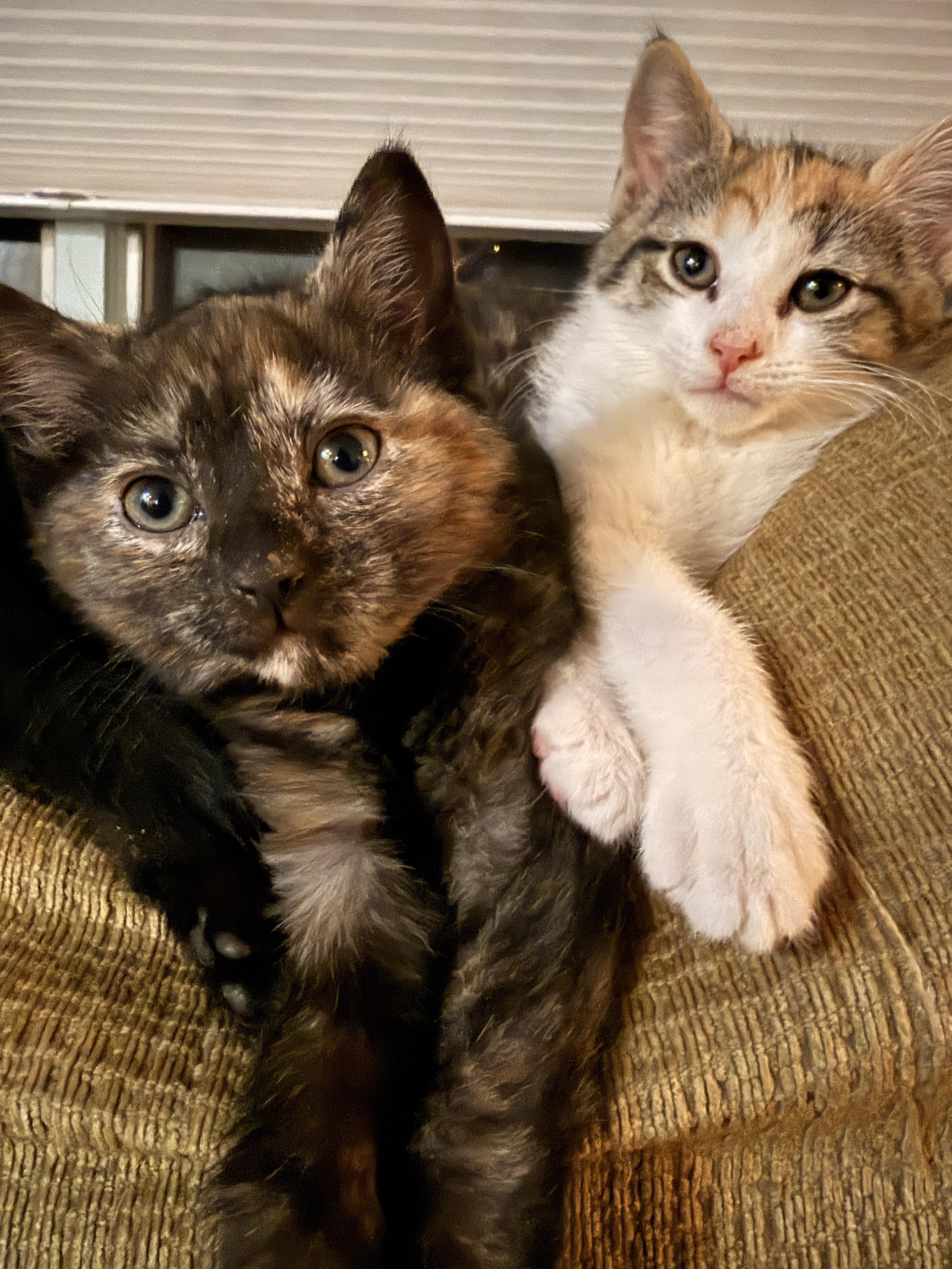 Enlarge Hazel, an adopted Domestic Short Hair in Syosset, NY image 3/5