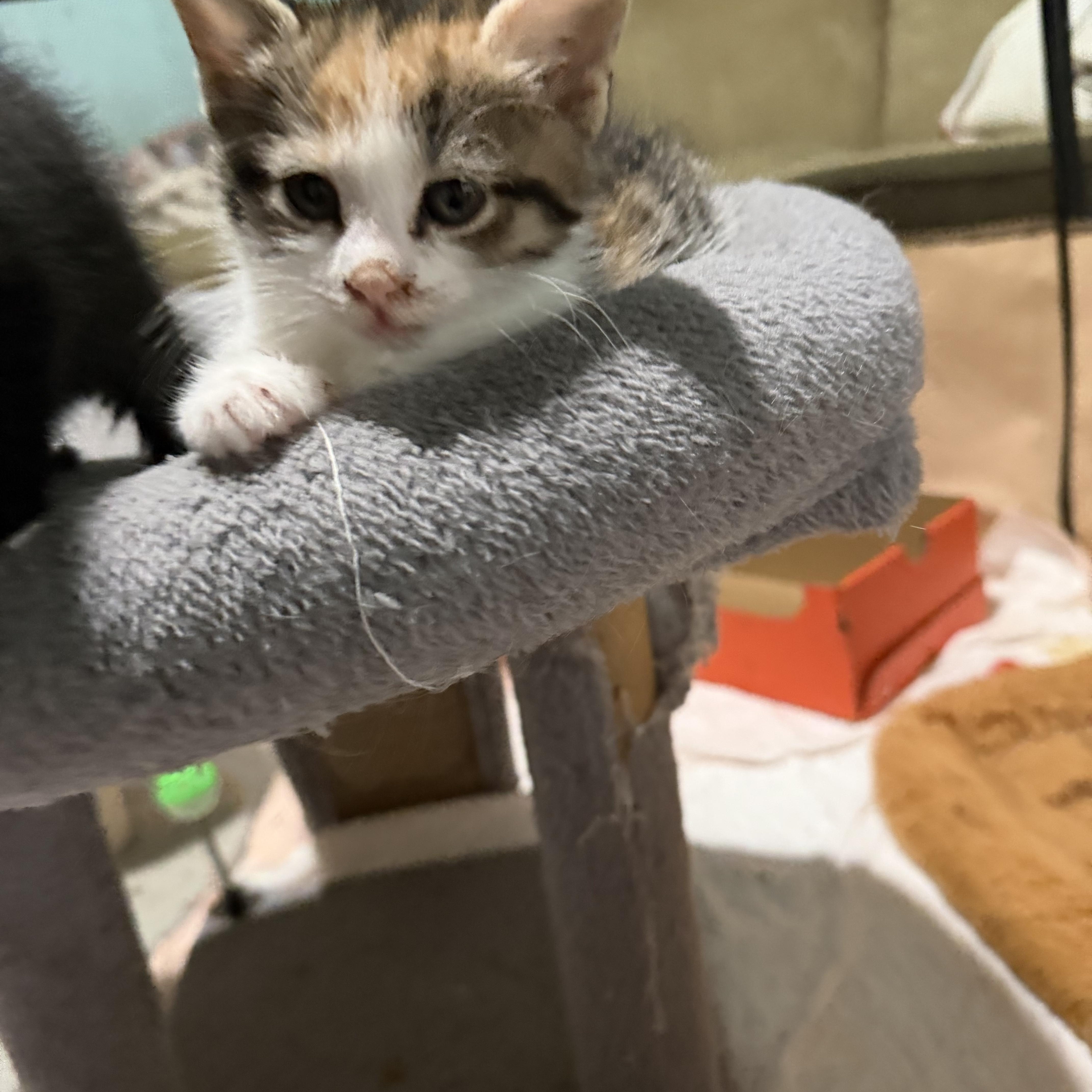 Enlarge Hazel, an adopted Domestic Short Hair in Syosset, NY image 5/5