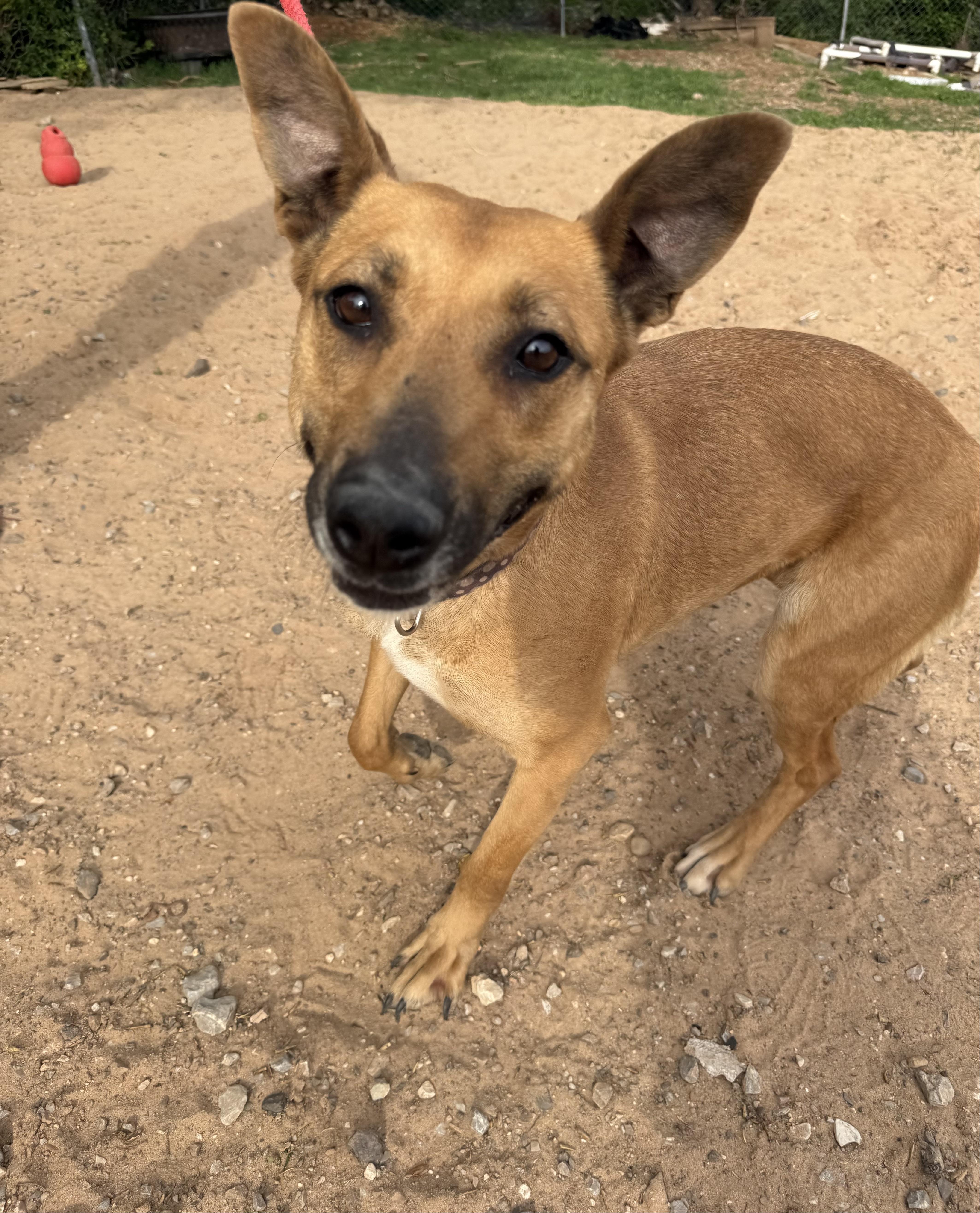 Enlarge Tiffany Biffany, a Adoptable mixed breed in Mendham , NJ image 2/4
