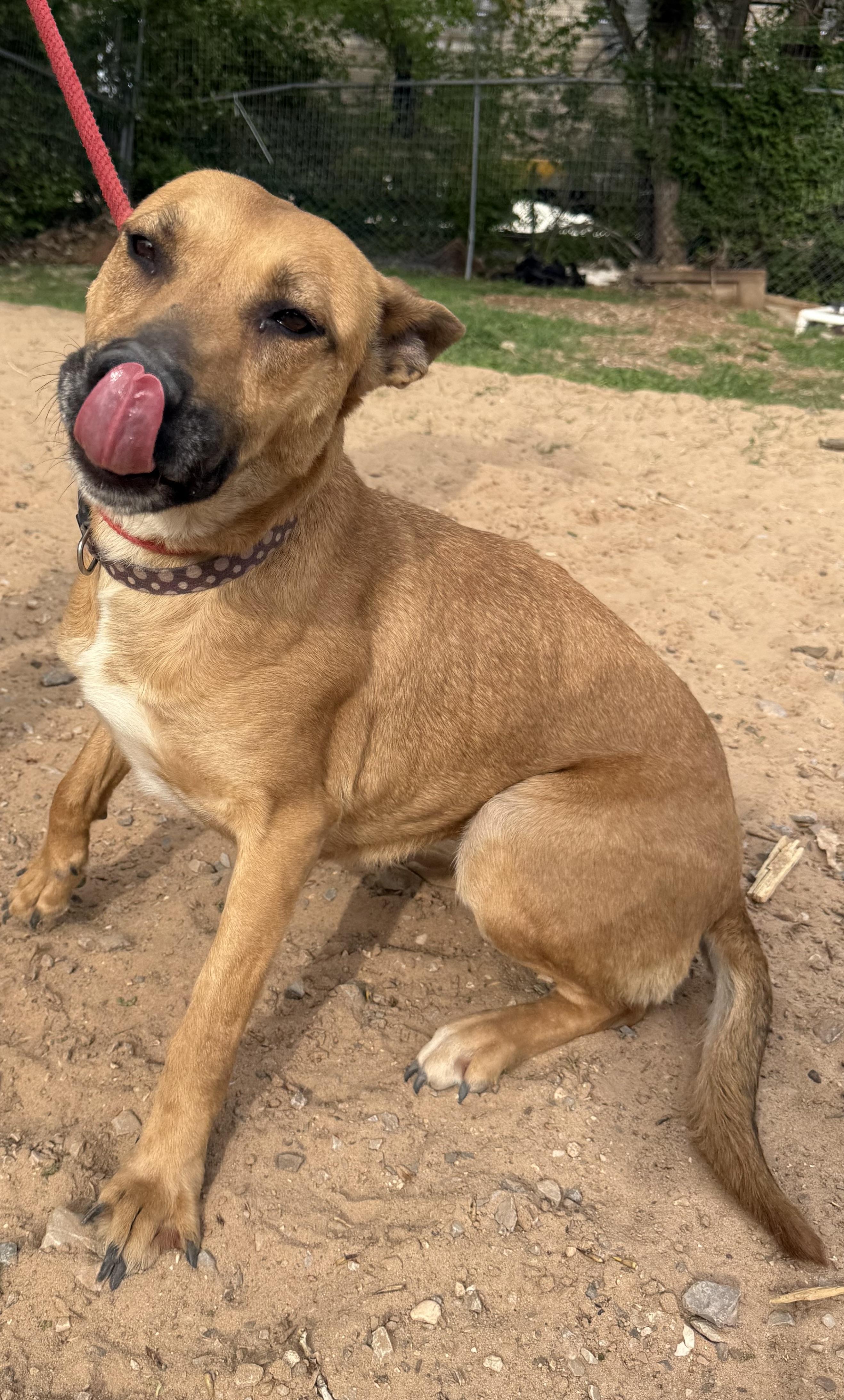 Enlarge Tiffany Biffany, a Adoptable mixed breed in Mendham , NJ image 3/4