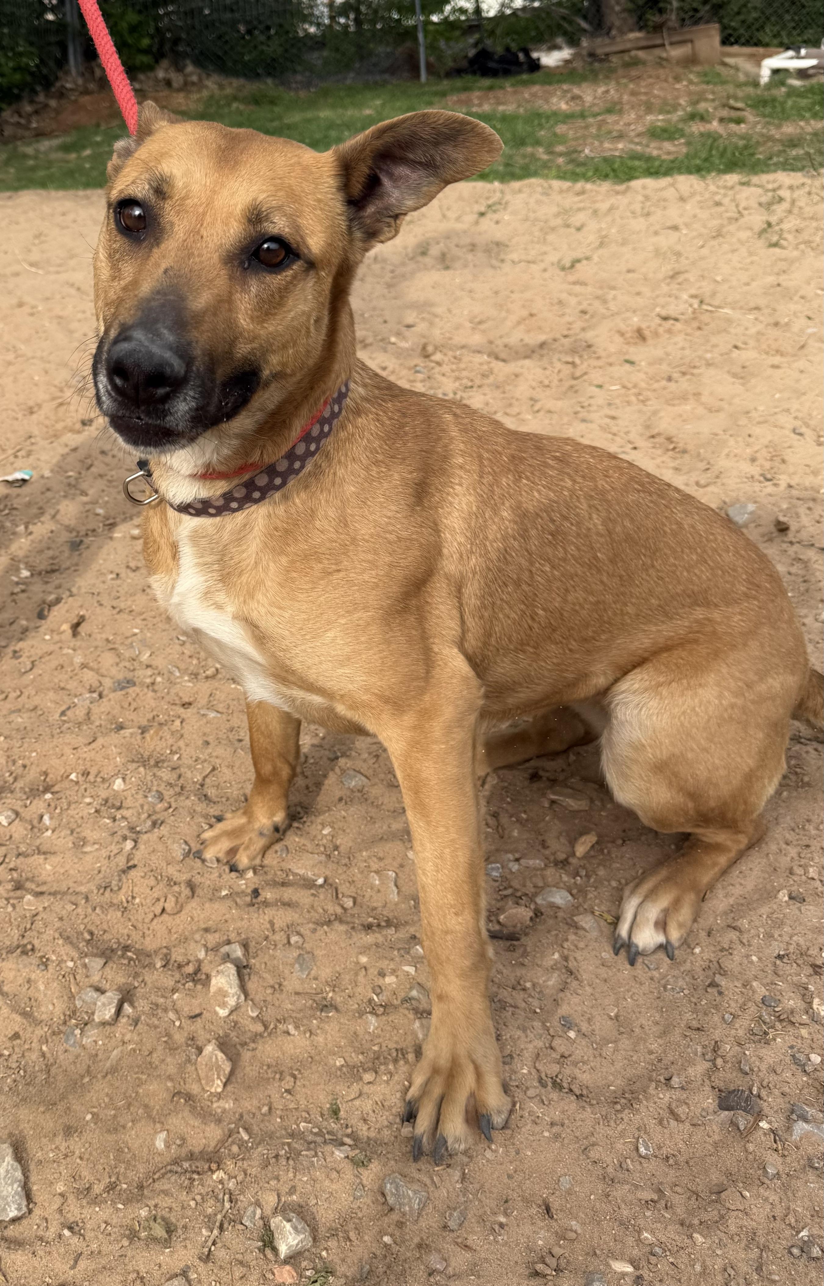 Enlarge Tiffany Biffany, a Adoptable mixed breed in Mendham , NJ image 1/4