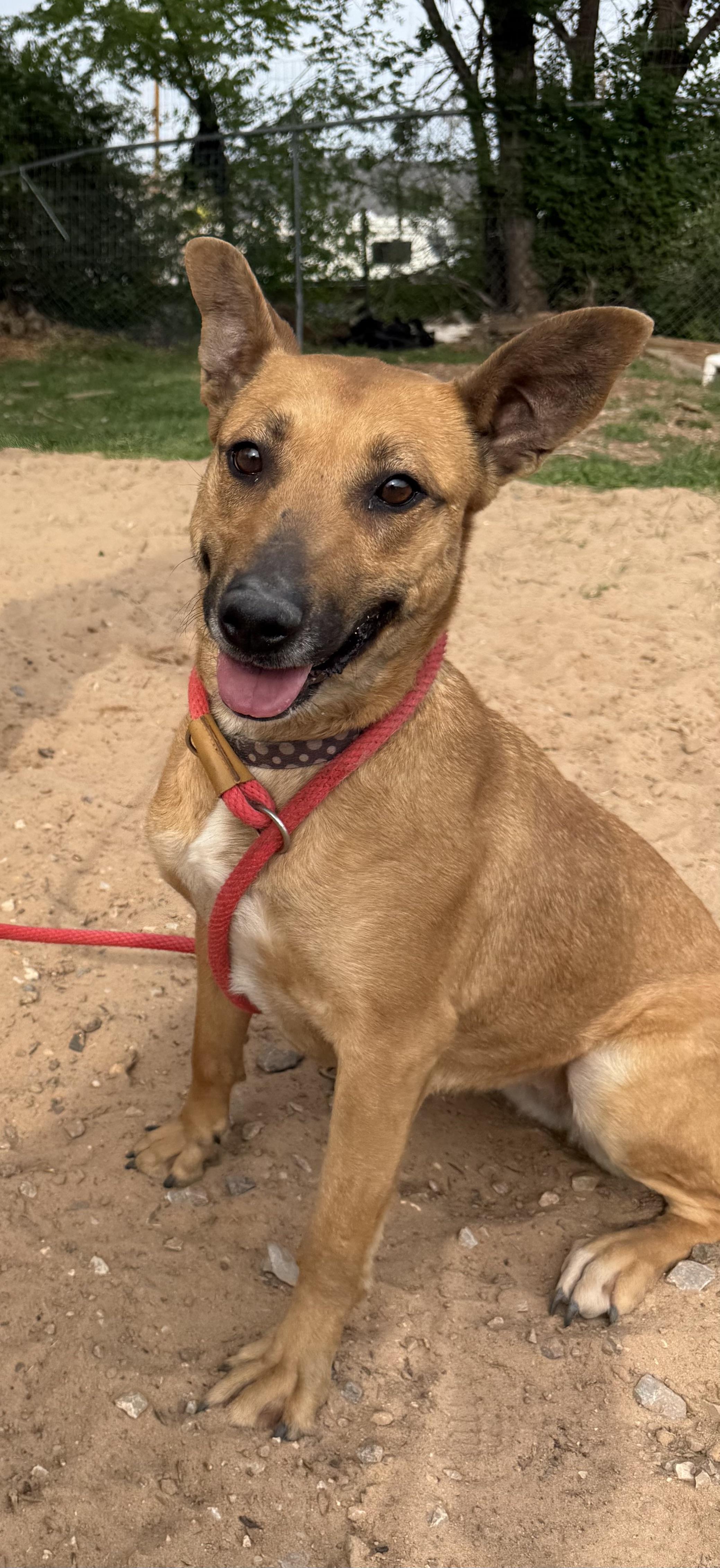 Enlarge Tiffany Biffany, a Adoptable mixed breed in Mendham , NJ image 4/4