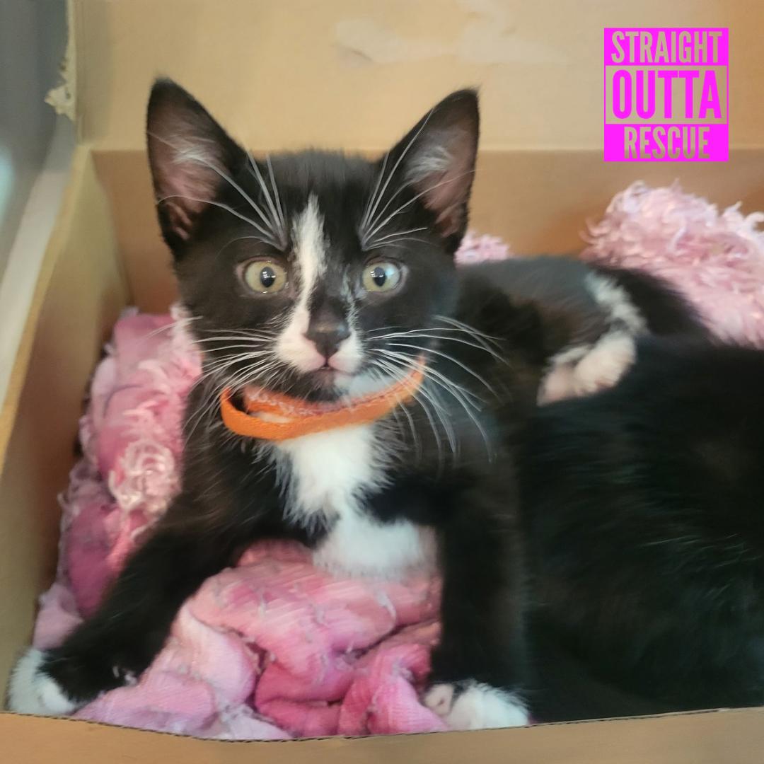 Watson, a ADOPTABLE Domestic Short Hair in Vancouver, BC image 4/6