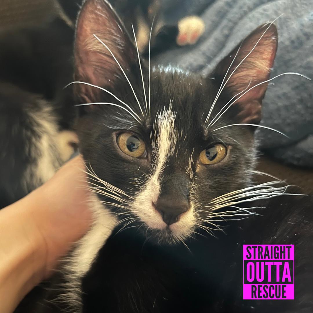 Watson, a ADOPTABLE Domestic Short Hair in Vancouver, BC image 5/6