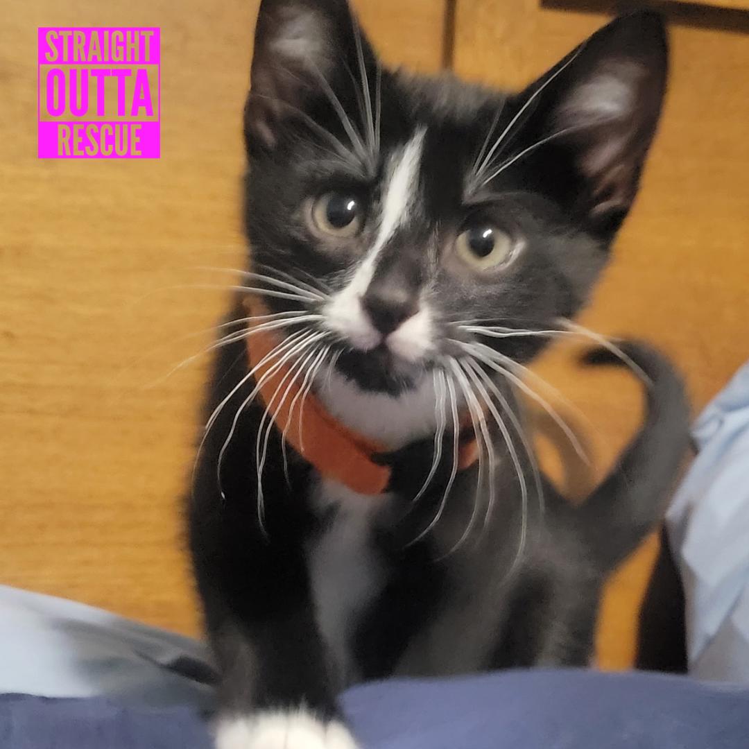 Watson, a ADOPTABLE Domestic Short Hair in Vancouver, BC image 5/6