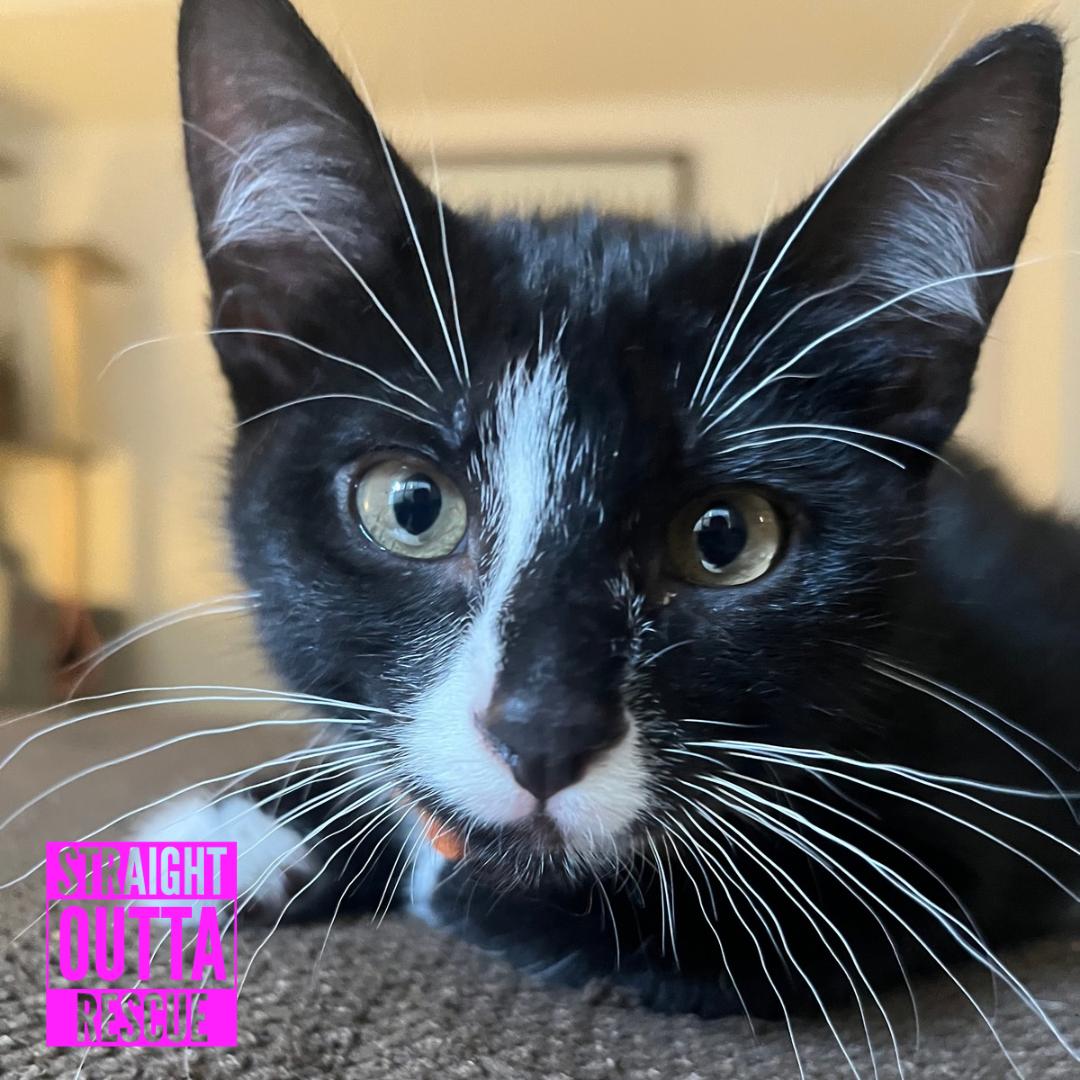 Watson, a ADOPTABLE Domestic Short Hair in Vancouver, BC image 2/6