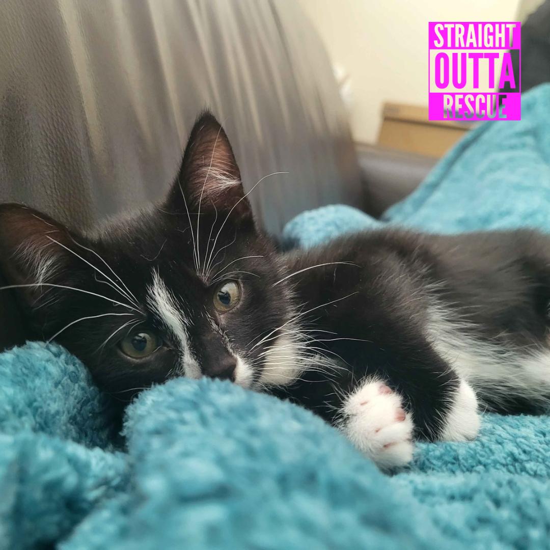 Watson, a ADOPTABLE Domestic Short Hair in Vancouver, BC image 6/6