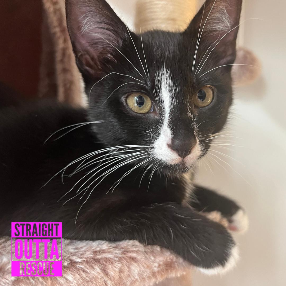 Watson, a ADOPTABLE Domestic Short Hair in Vancouver, BC image 6/6