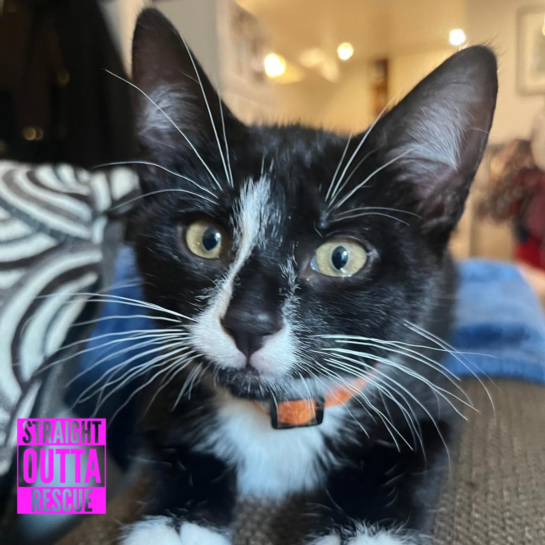 Watson, ADOPTABLE, Kitten Male Domestic Short Hair.