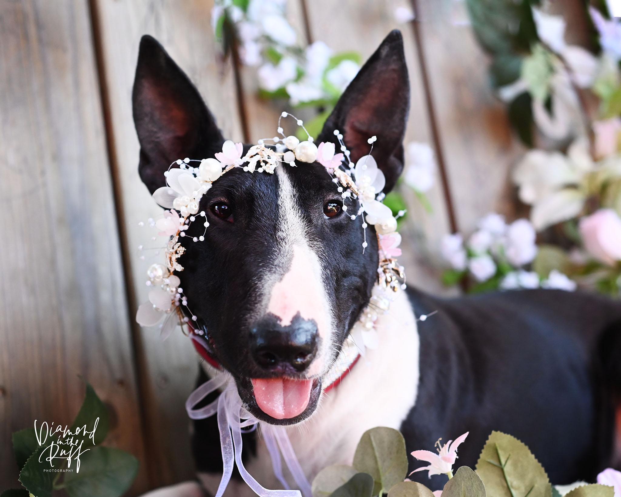 The Queenie, adopted, Young Female Bull Terrier.