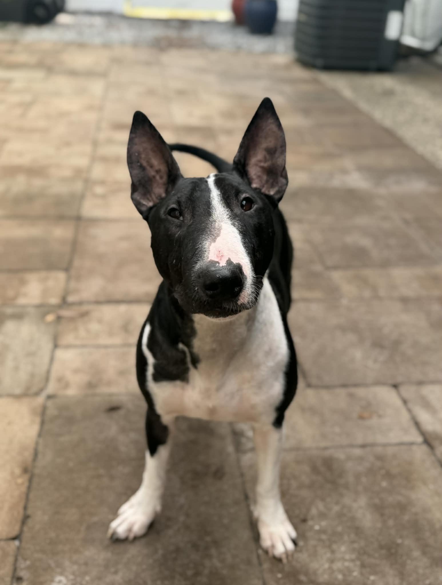 The Queenie, an adopted Bull Terrier in New Port Richey, FL image 4/6