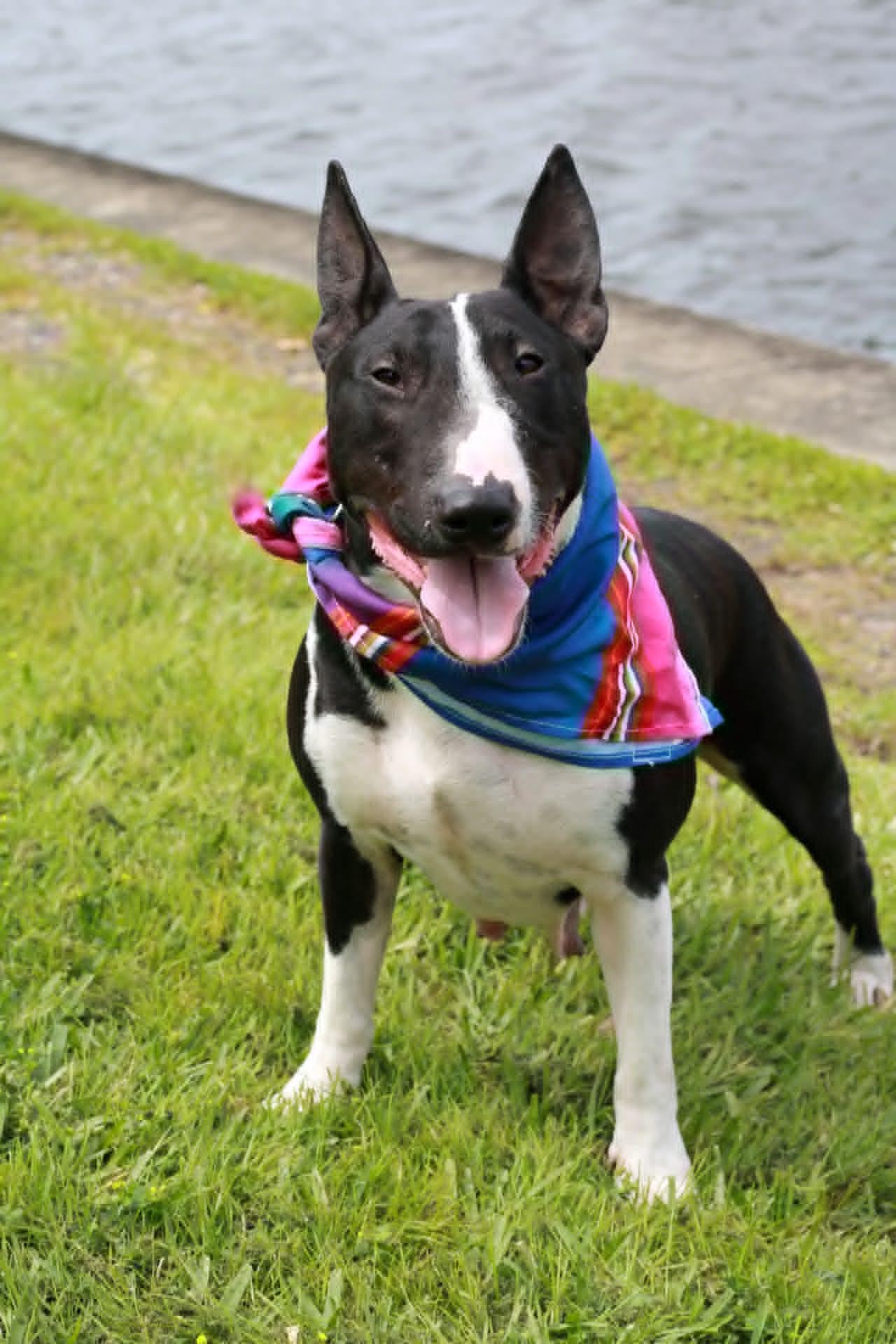 The Queenie, an adopted Bull Terrier in New Port Richey, FL image 2/6