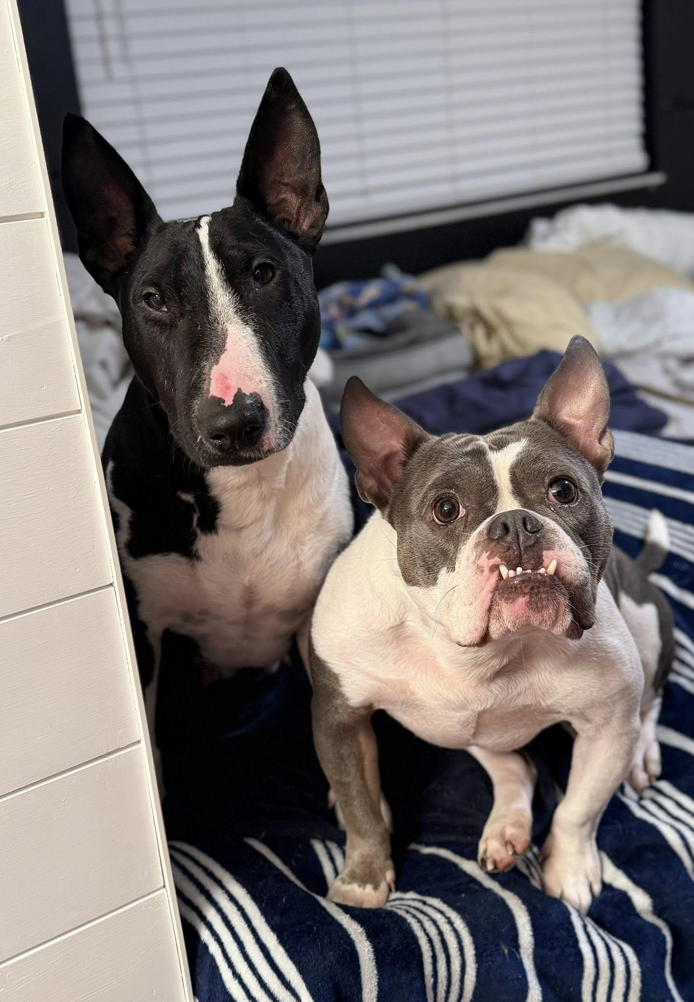 The Queenie, an adopted Bull Terrier in New Port Richey, FL image 5/6