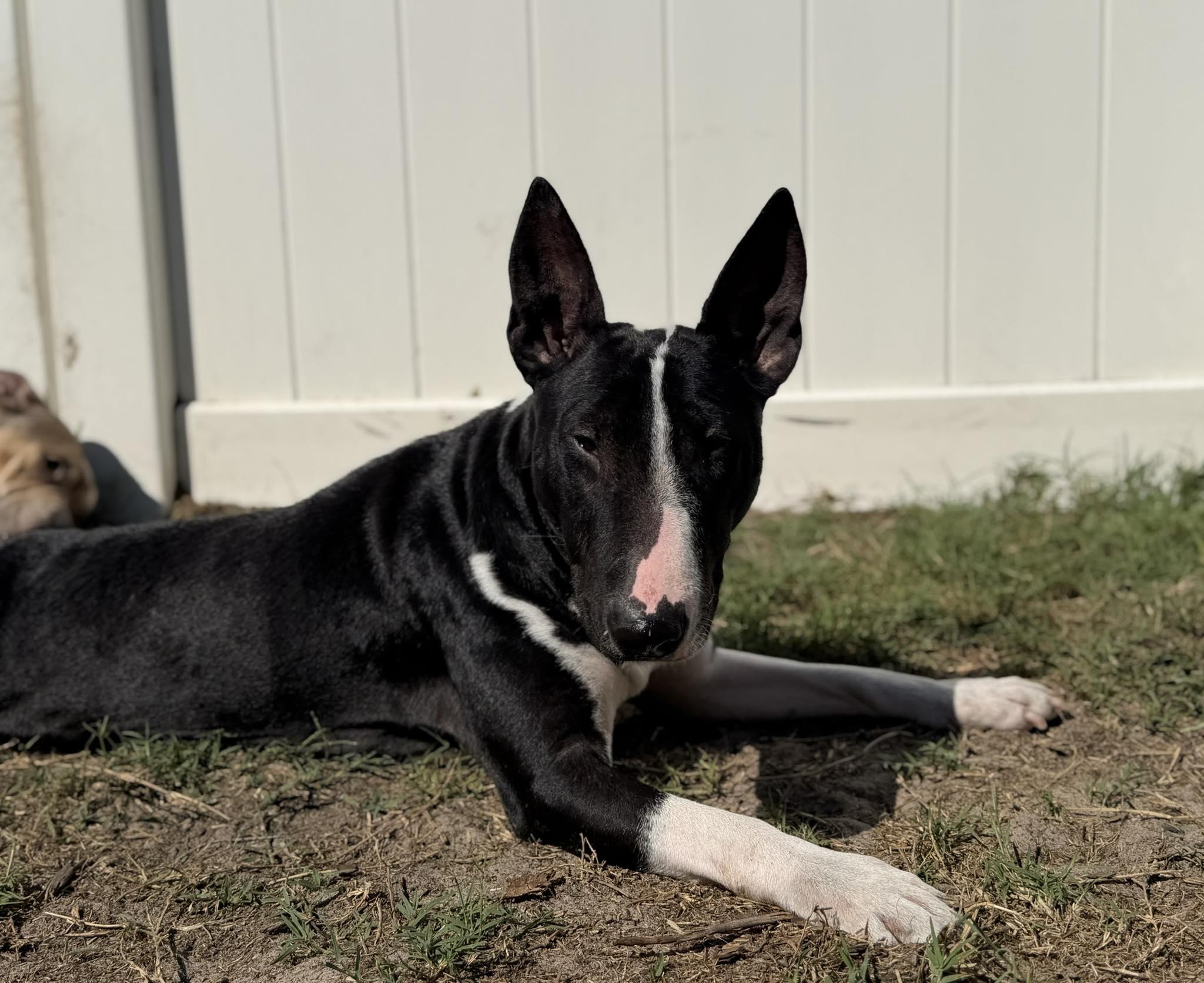 The Queenie, an adopted Bull Terrier in New Port Richey, FL image 6/6