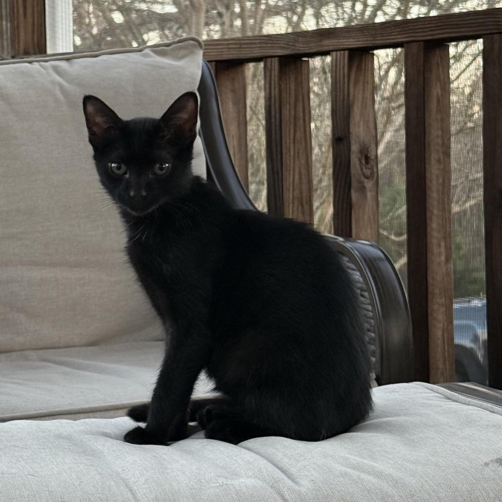 Enlarge Sir Purr, a Adoptable Domestic Medium Hair in Mocksville, NC image 1/4