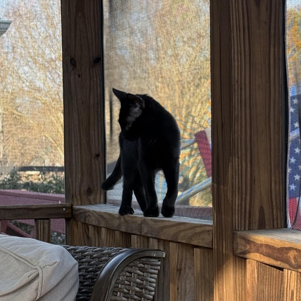 Enlarge Sir Purr, a Adoptable Domestic Medium Hair in Mocksville, NC image 2/4