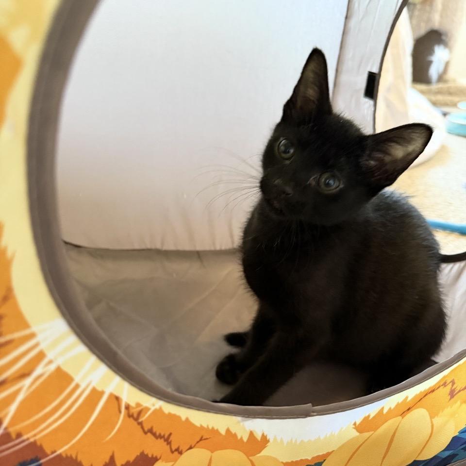 Sir Purr, Adoptable, Kitten Male Domestic Medium Hair.
