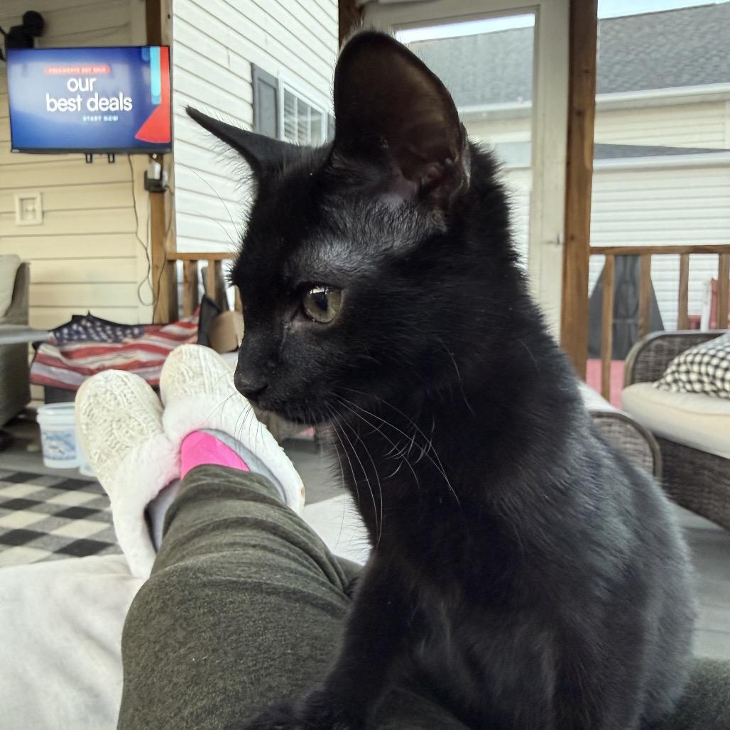 Enlarge Sir Purr, a Adoptable Domestic Medium Hair in Mocksville, NC image 4/4