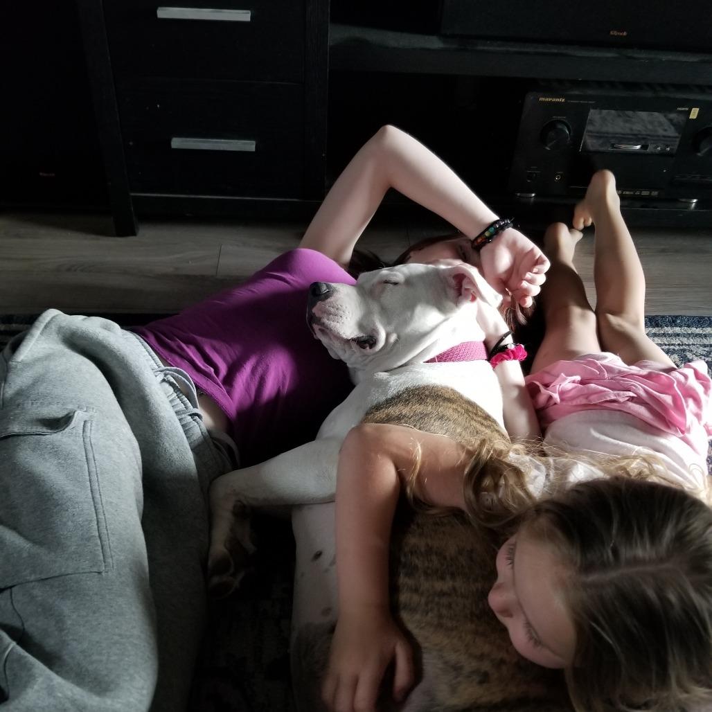 Enlarge Cleo, a Adoptable mixed breed in Colorado Springs, CO image 1/3