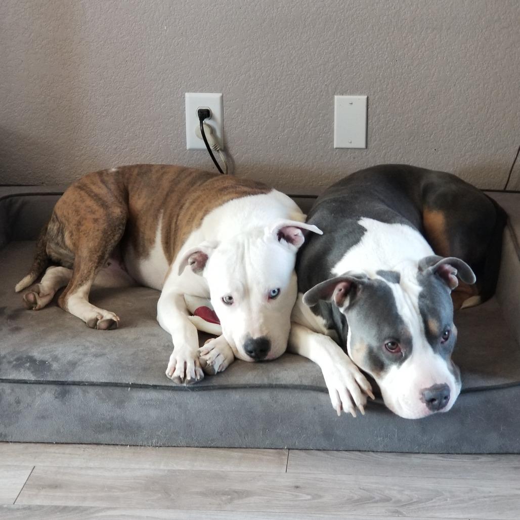 Enlarge Cleo, a Adoptable mixed breed in Colorado Springs, CO image 2/3