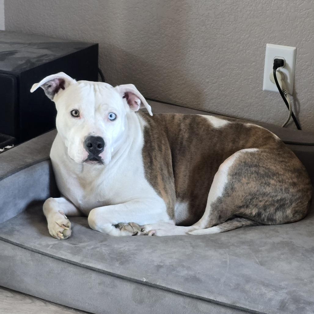 Enlarge Cleo, a Adoptable mixed breed in Colorado Springs, CO image 3/3