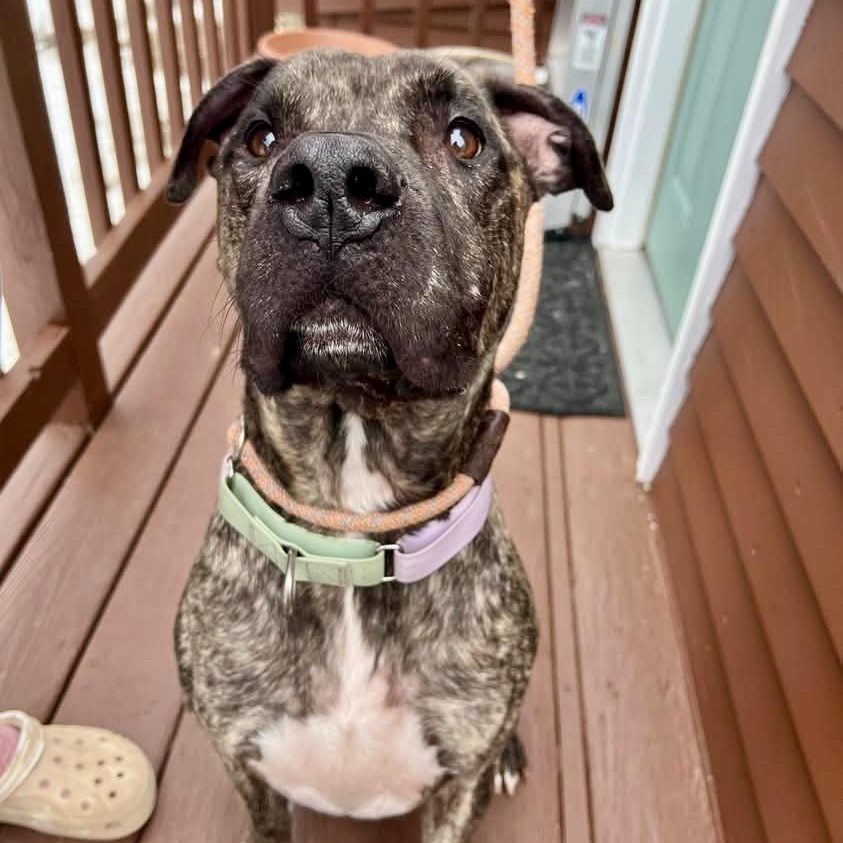 Goose, ADOPTABLE, Adult Male Plott Hound & American Staffordshire Terrier.