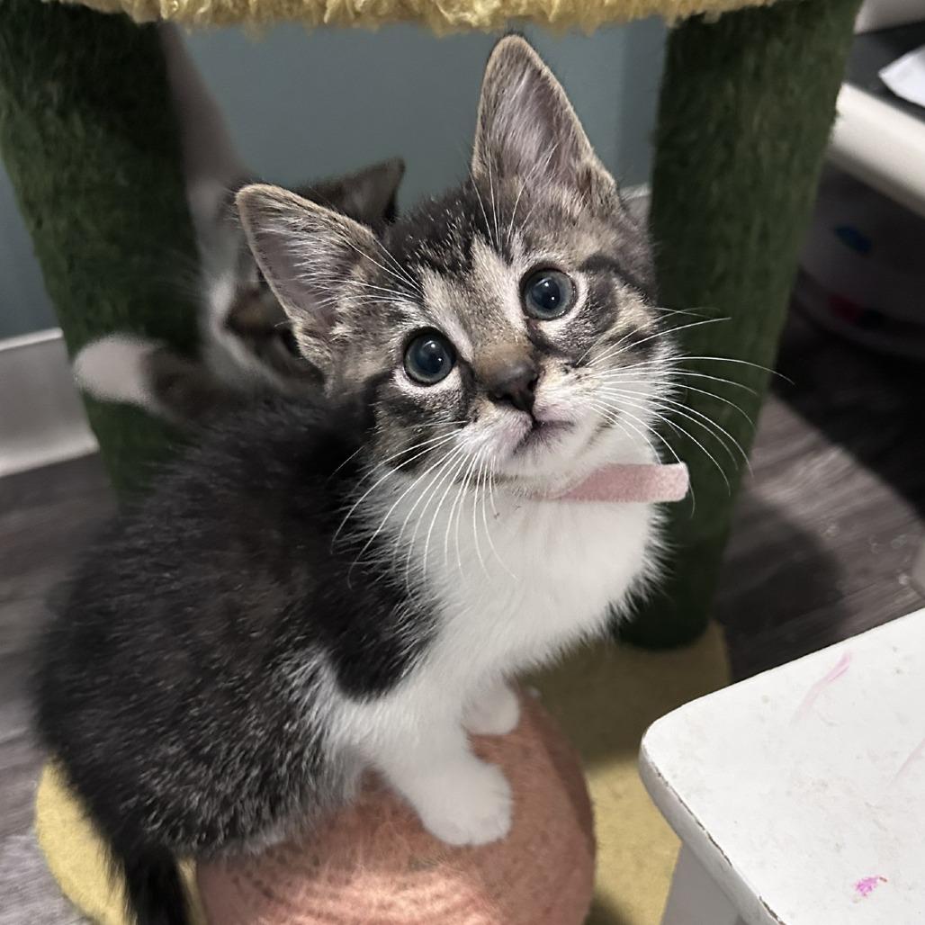 Sabrina, a Adoptable Domestic Short Hair in Reisterstown, MD image 1/2