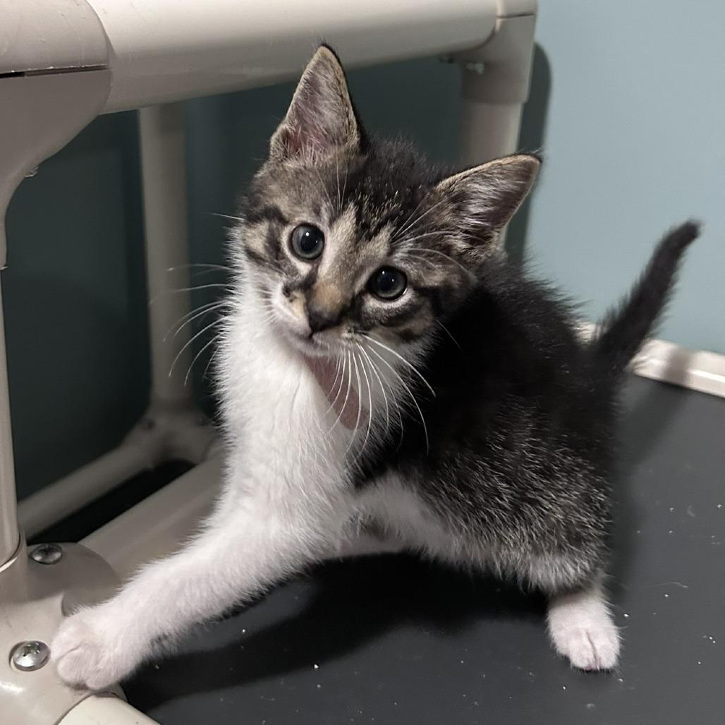 Sabrina, a Adoptable Domestic Short Hair in Reisterstown, MD image 2/2